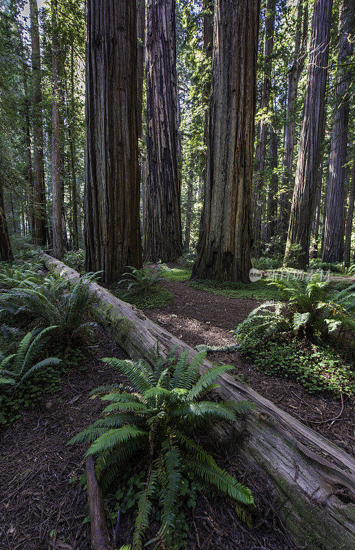 红杉(Sequoia sempervirens)是柏科(柏科)红杉属(Sequoia sempervirens)中唯一的活种。常见的名字包括海岸红杉、加州红杉和巨型红杉。北海岸红杉州立公园;再保险